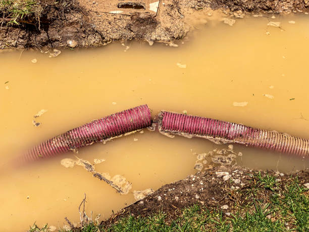 Best Professional water damage repair  in North Fort Lewis, WA