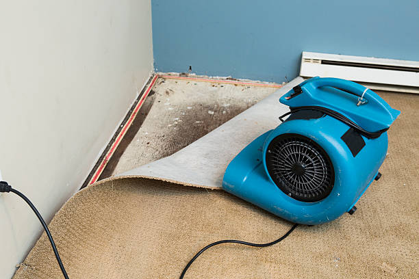 Best Local water damage restoration  in North Fort Lewis, WA